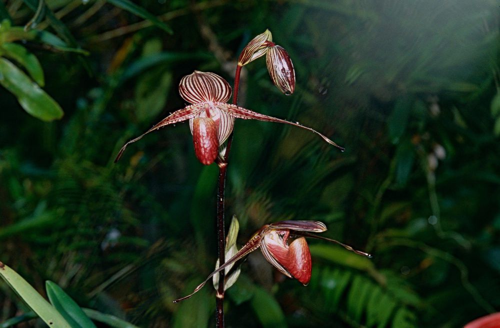 Bunga Anggrek Langka di Dunia: Lady’s Slipper dan Rothschild’s Slipper Orchid