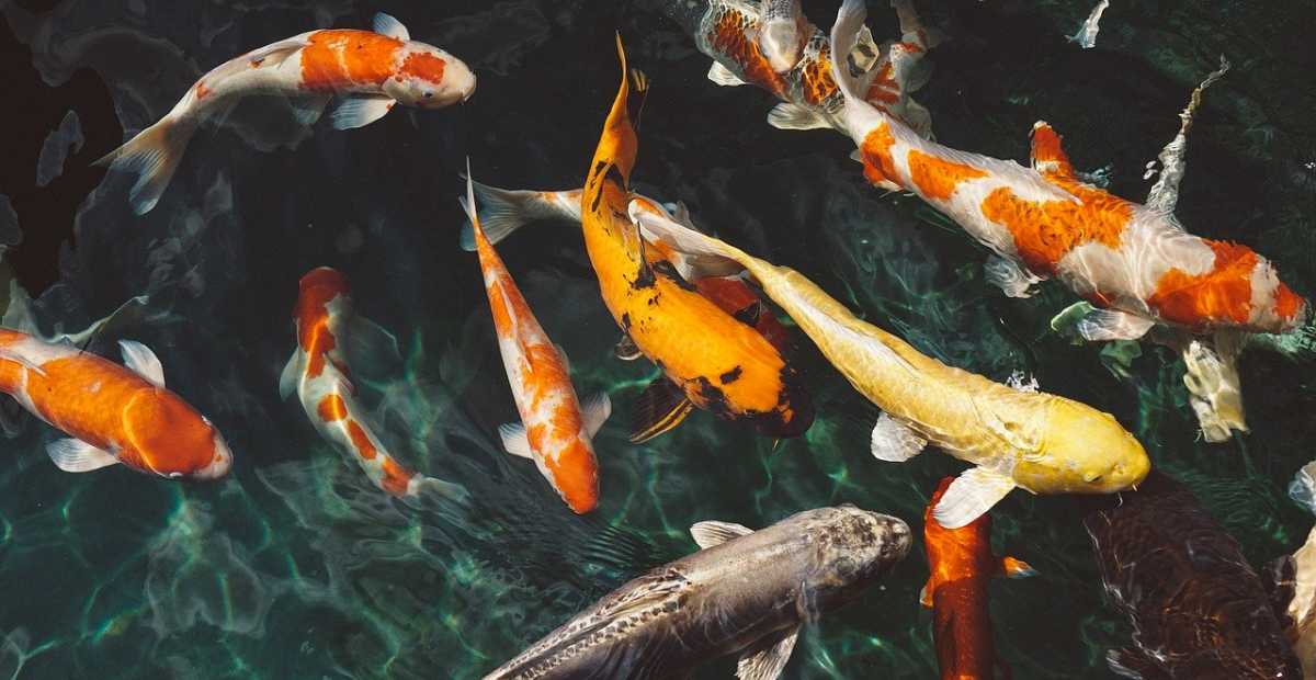 Mengenal Ikan Hias Langka dan Mahal yang Jadi Incaran Kolektor