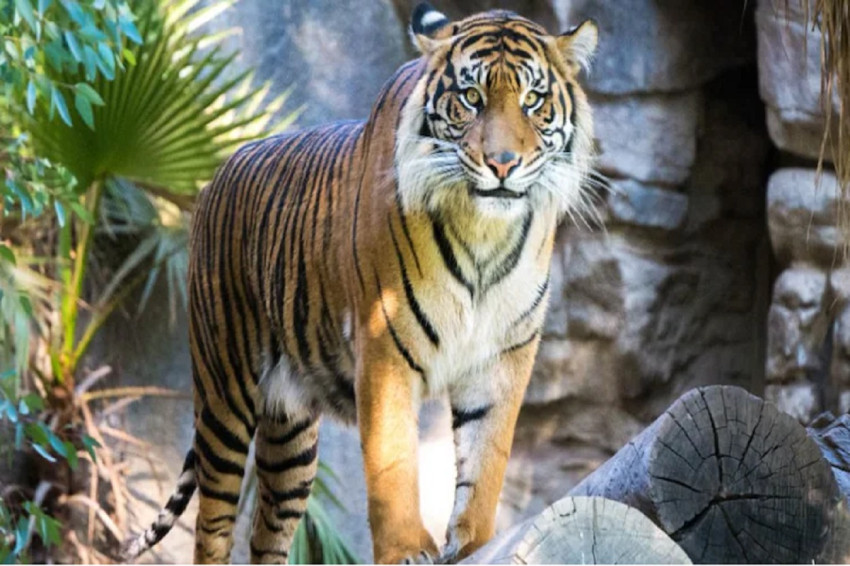 kebun binatang china jual kencing harimau buat obat rematik