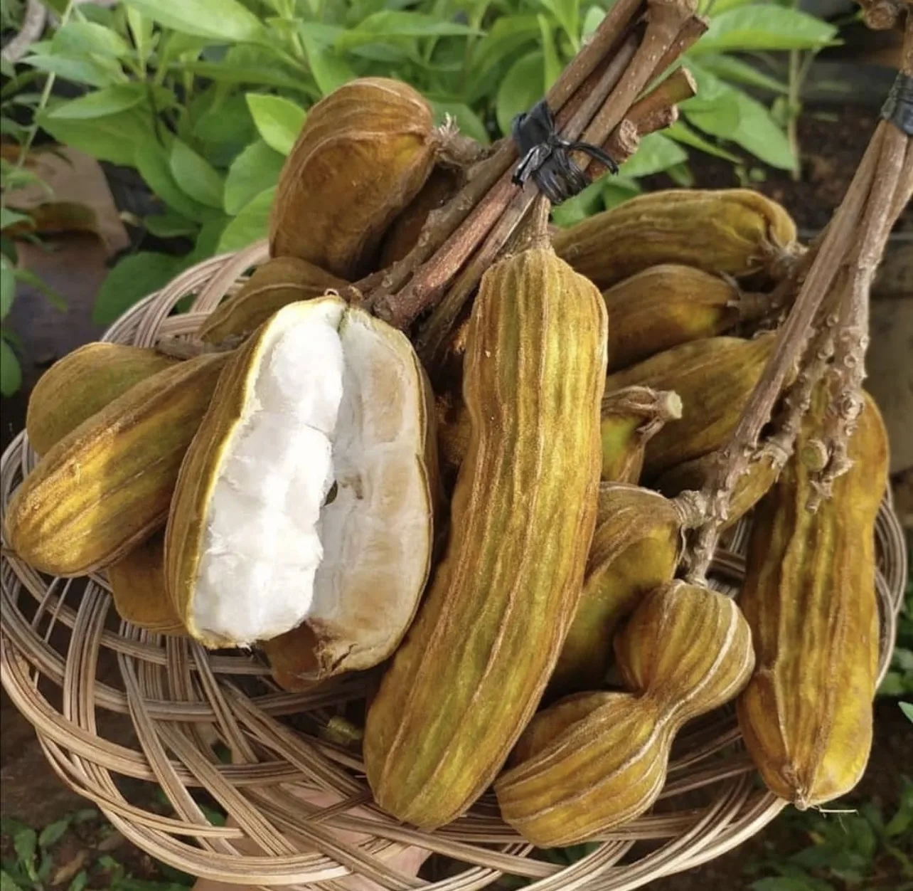 Buah Salju: Si Manis yang Bisa Menyegarkan Hari-hari Panas