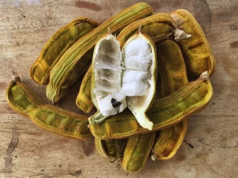 Buah Salju di Indonesia: Asal Usul dan Popularitasnya