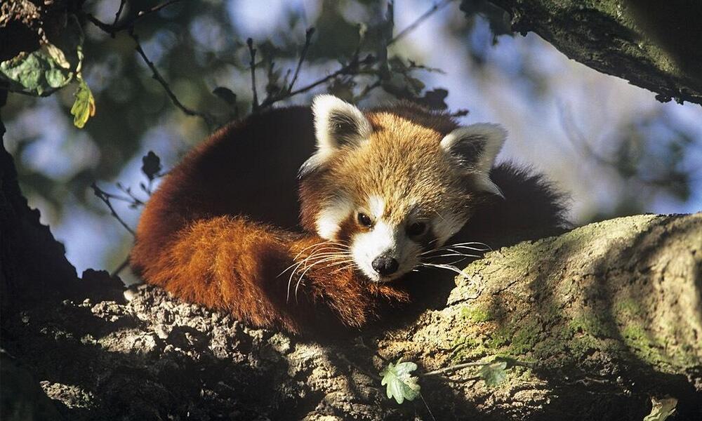 Mengenal Panda Merah Lebih Dekat: Si Penjaga Sunyi Pegunungan