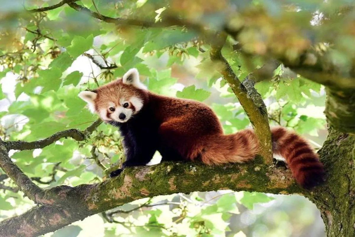 Habitat Panda Merah: Hutan Pegunungan yang Kini Terancam
