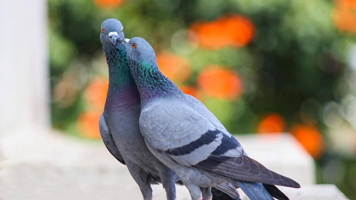 Dari Kandang ke Lelang Dunia: Kisah Merpati dengan Harga Fantastis