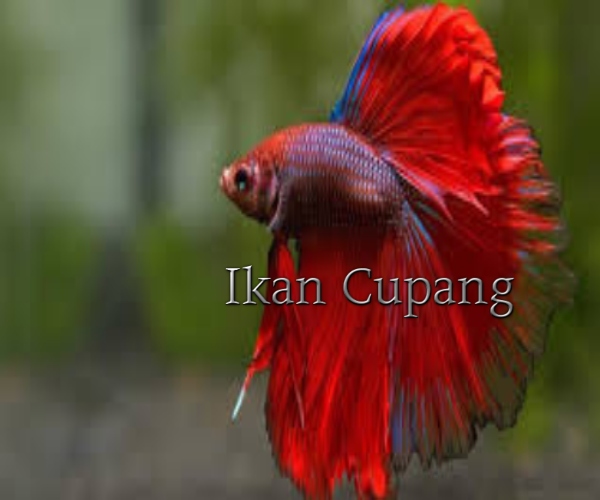 Jenis Cupang Alien: Silangan Eksotik dengan Corak Unik