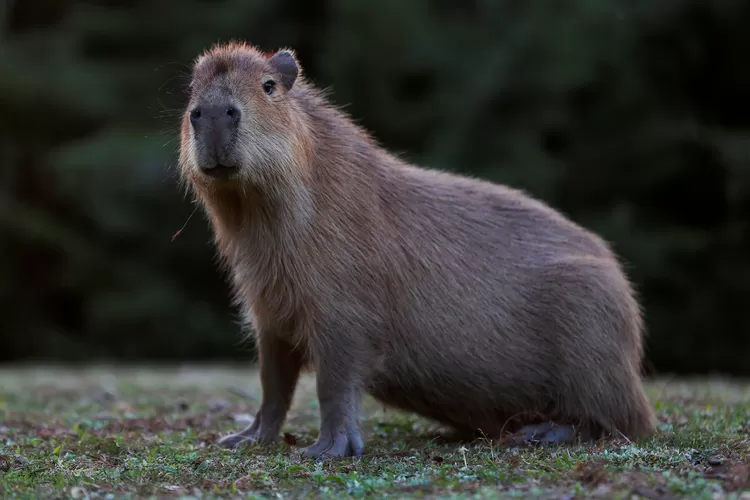 Cara Merawat Capybara sebagai Hewan Peliharaan: Panduan untuk Pemula