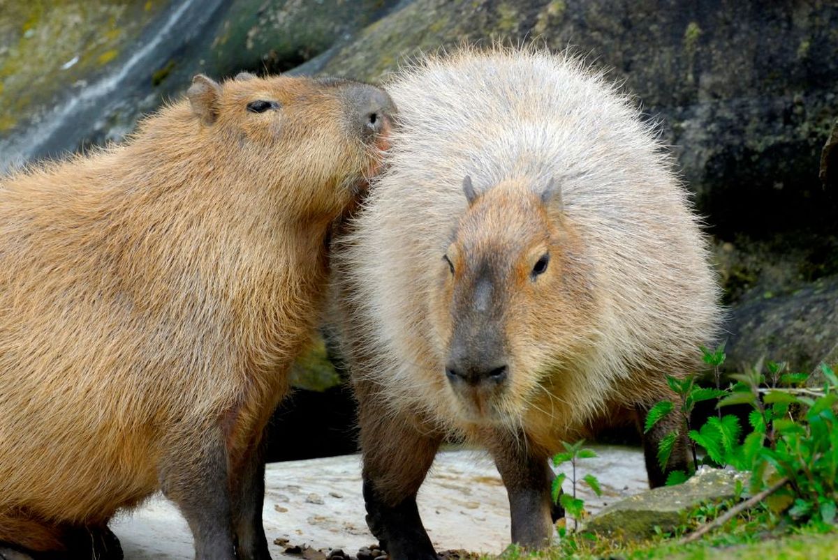 Capybara: Si Raksasa Jinak dari Amerika Selatan