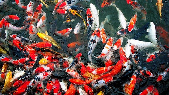 Menghitung Harga Ikan Koi: Faktor Penentu Nilai Jual