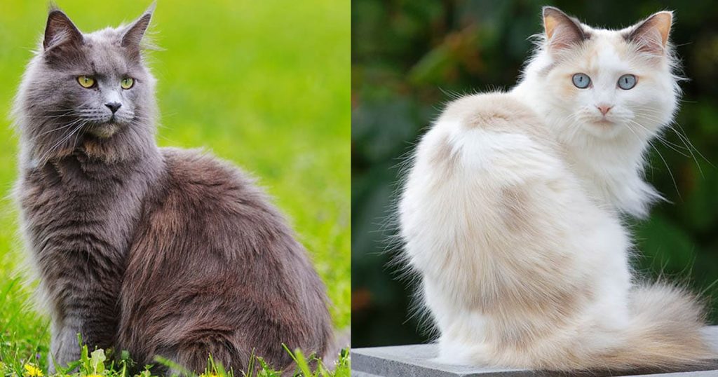 Kucing Ras vs Kucing Kampung: Apa Bedanya?