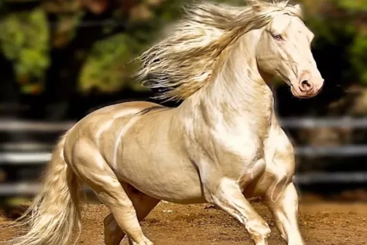 Kuda Quarter Horse: Bintang Arena Rodeo