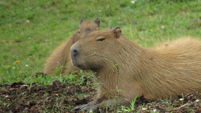 10 Foto Menggemaskan Capybara Bersama Hewan Lain yang Bikin Gemas!